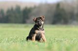 BERGER ALLEMAND 1124